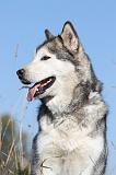 ALASKAN MALAMUTE 157